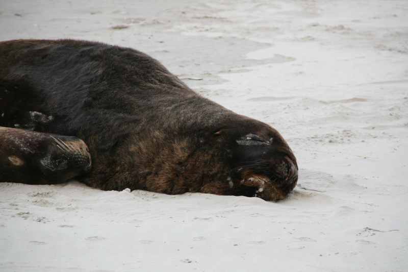 Nieuw-Zeeland 2011 - 2007